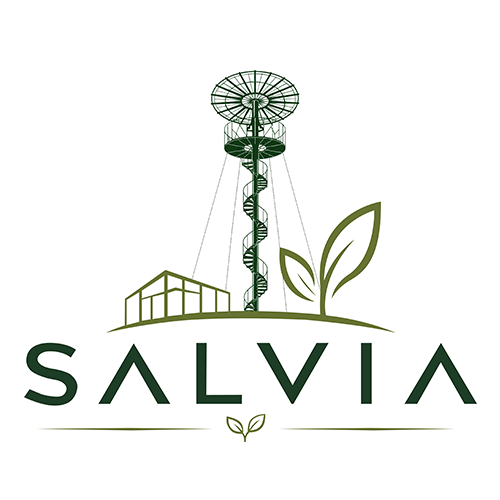 Salvia - Pépinière